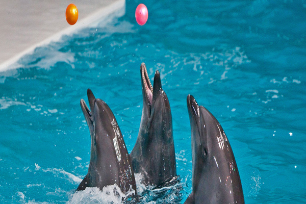 پارک دلفین کیش – خرید و رزرو بلیط با تخفیف ویژه