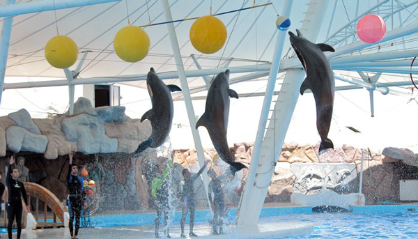 پارک دلفین کیش – خرید و رزرو بلیط با تخفیف ویژه