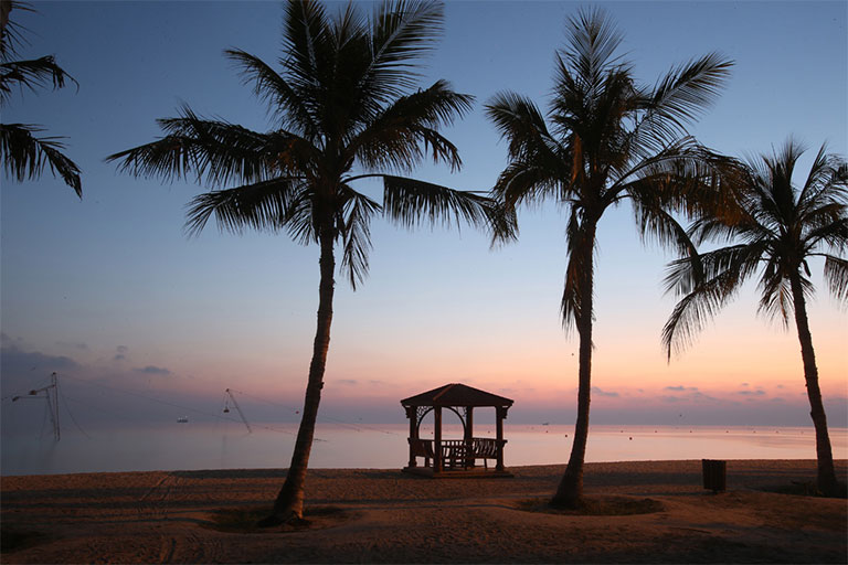 غروب در ساحل درخت نارگیل